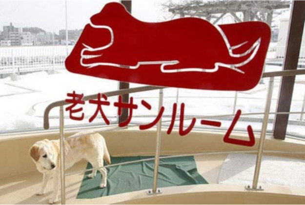 在日本寵物比孩子還多300萬 日本真的有看到的那么愛養寵物嗎？