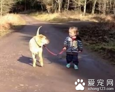 寵物隨地大小便市民出行易“踩雷”  影響市民的生活和出行