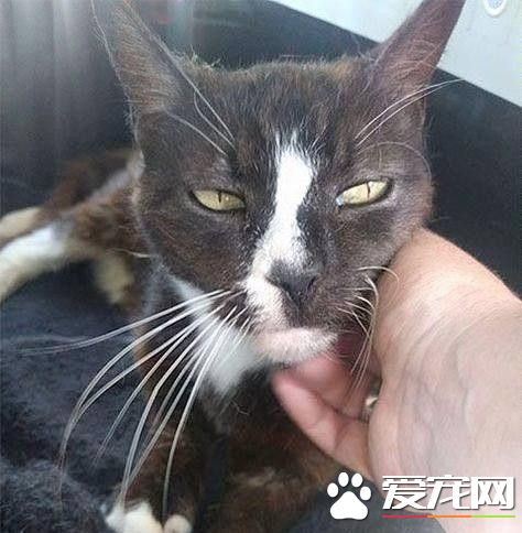 失蹤8年英國貓 漂洋過海竟在法國被人撿到