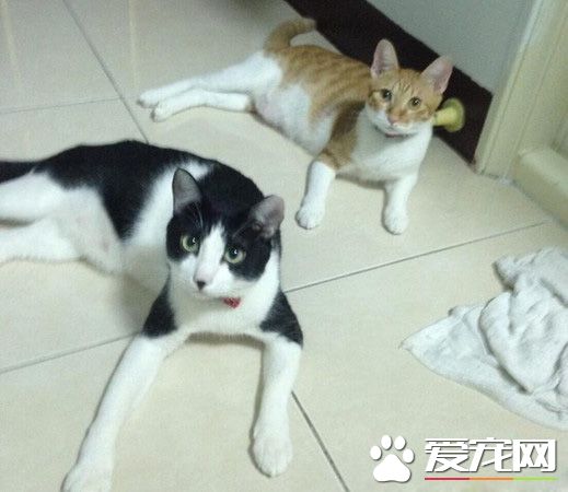 遇到貓警探了！浪喵霸占警用機車偽裝黑貓警長