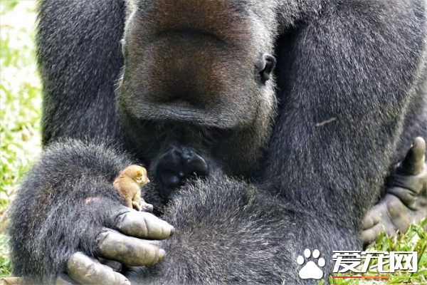 暖心大猩猩和小嬰猴朋友的超萌互動 暖煞人！
