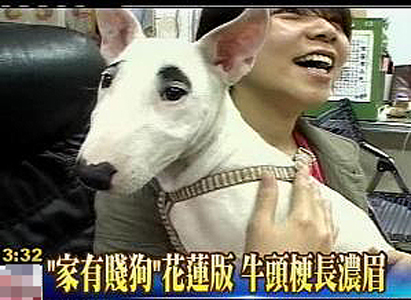 牛頭梗長濃眉被網友調侃 "家有賤狗"