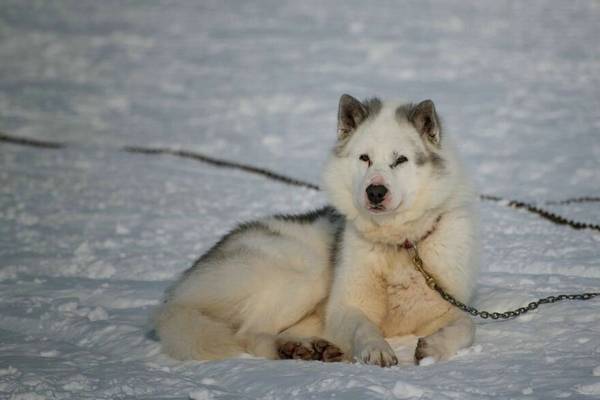 犬細小怎么治療