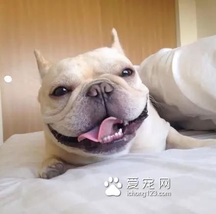 一只超萌的斗牛犬，看完保證讓你開心一天！