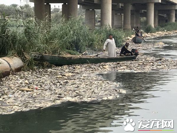 伊拉克大量魚類離奇死亡 引發當地居民猜疑恐慌