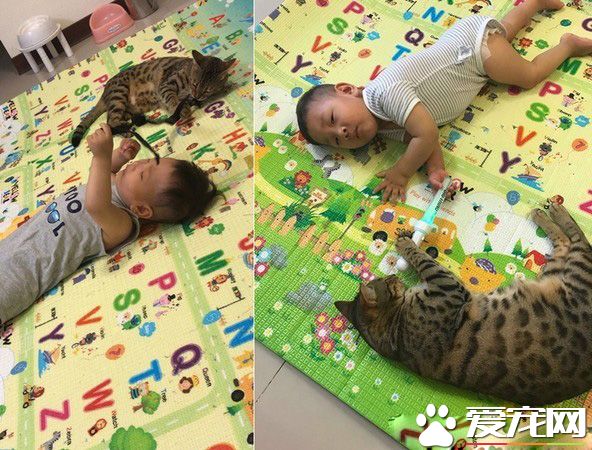 代班看電視的保姆貓 溫柔陪伴弟弟超窩心！