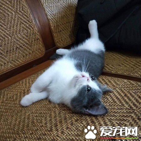 跟著禿子走 超萌的喵星人狂盯韓國瑜