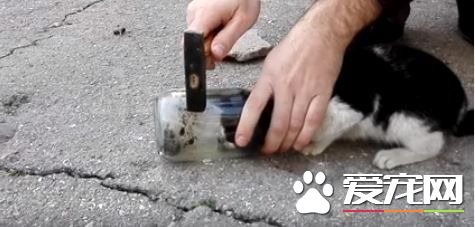 貓頭卡璃罐罐險死 鐵鎚敲3下只見它呆滯眼神