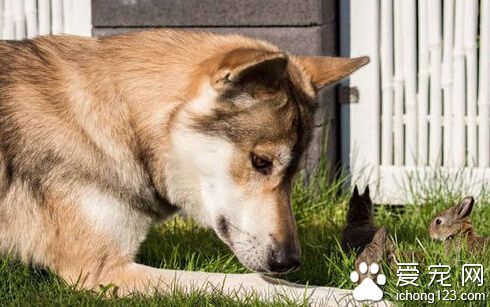 牧羊犬幫助主人照顧兔子 盡職盡責場面溫馨