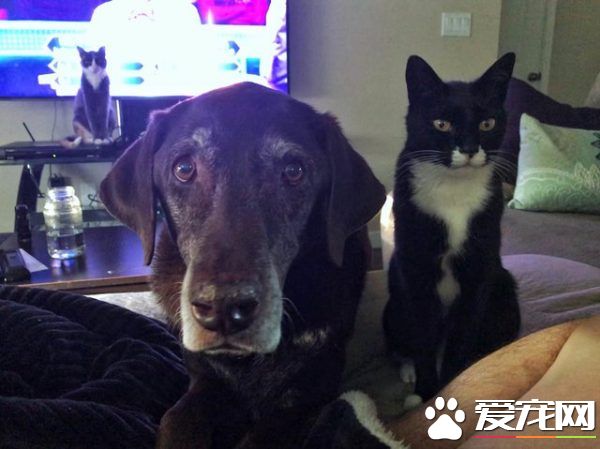 13年不合的貓狗突然破冰成友 其因超暖心
