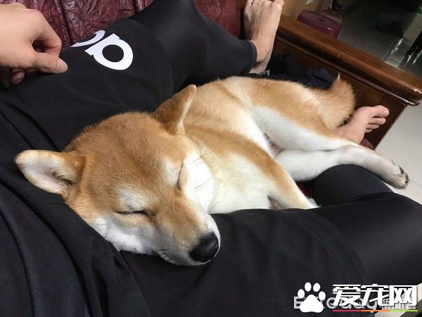 超窩心！狗狗和爸爸默契十足 聽聲便能迎接爸爸