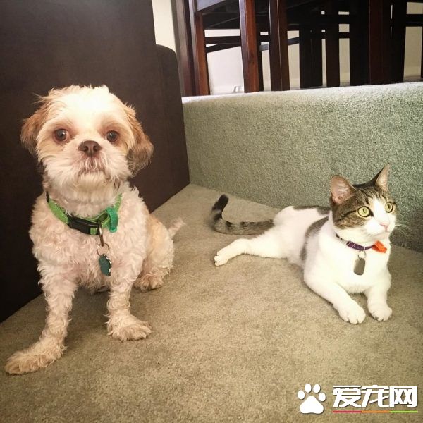 狗狗從汪星移民到喵星 變身超級奶爸