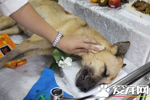 最佳生命導師 師生送校犬最后一程