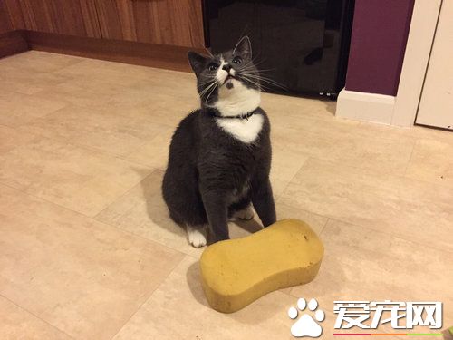 是嫌家里太臟還是碗沒洗干凈？ 怪癖貓送海綿禮物