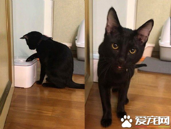 貓哥打呵欠弟弟伸出肉球 狠狠塞進哥哥嘴巴里