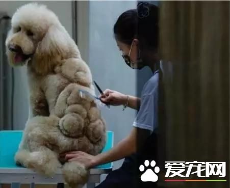 臺灣的這家寵物美容院上了國外新聞，只因有這么個任性的老板