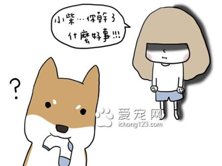 為什么狗狗總愛咬衣物?讓我們來了解下到底為什么吧!