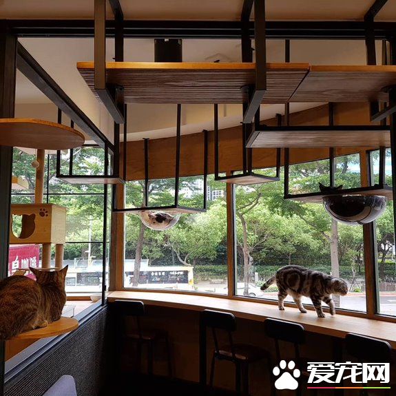 貓咪游樂園主題餐廳  成為未來流浪喵們的庇護所