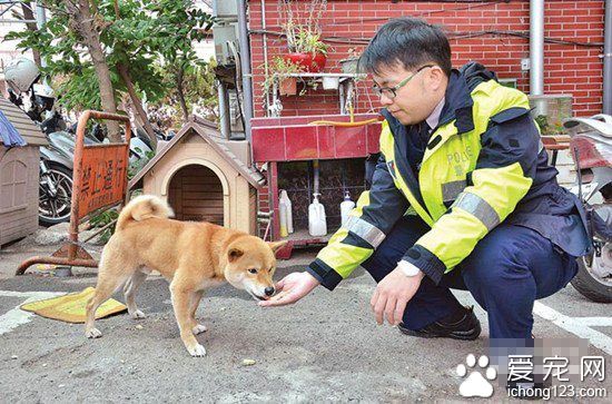 一只生性好動逢人就搖臀的柴犬  被封為狗界的“瑞奇馬汀”