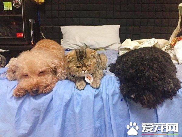 粗心爸爸忘記關上遮風罩 兜風貓肉臉被風吹成麻糬