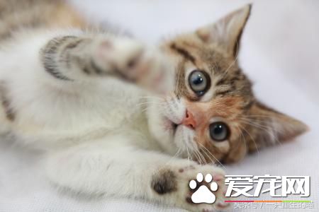 最受歡迎的寵物，喜歡小動物的你一定你養過