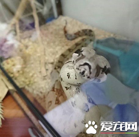 蛇也有親人的一面 媽媽與蛇一起玩平板超溫馨！
