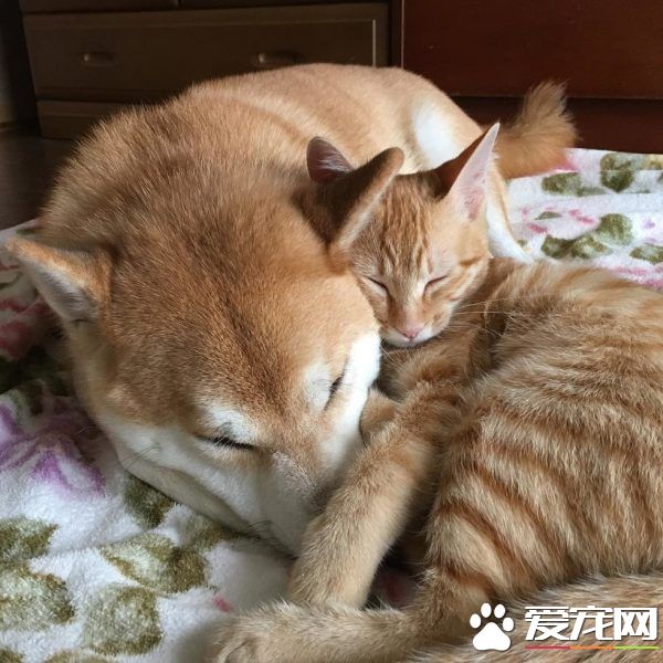 主人帶回流浪小貓 讓失去貓咪好友的柴柴很開心