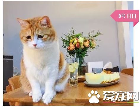 擼貓擼出70萬債務？你是集齊這些網紅貓了嗎？
