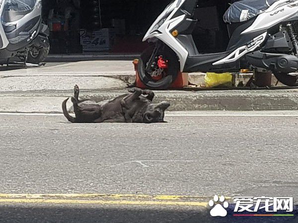 小孩可以不要這樣嚇人嗎? 黑狗躺路邊四腳朝天