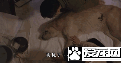 廣州第一批導盲犬已上崗，以后地鐵可見到狗狗！但不要圍觀亂摸拍照！