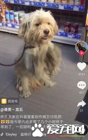 狗狗合掌跪坐在攤販前討食 悲傷背影讓人超心疼