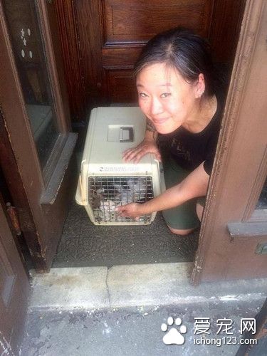 貓被主人拋棄在原地苦等 被扔就是因為是公貓