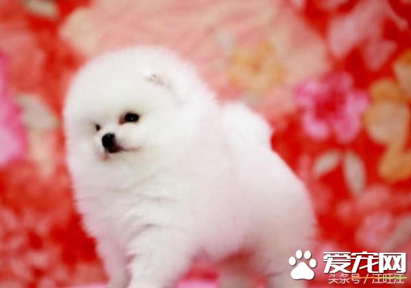 寵物狗之——細小危害！