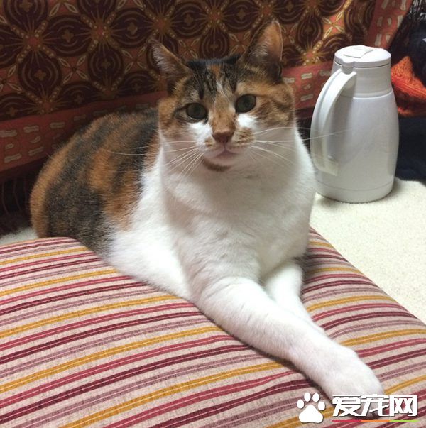 主人外出過夜后回家！發現貓咪竟會自己開肉泥趴