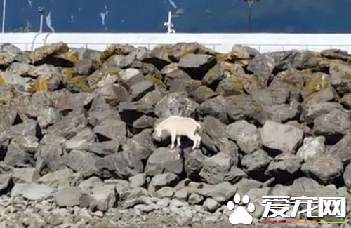 山羊被尾隨拍照逼到堤岸 山羊跳海死前影像曝光