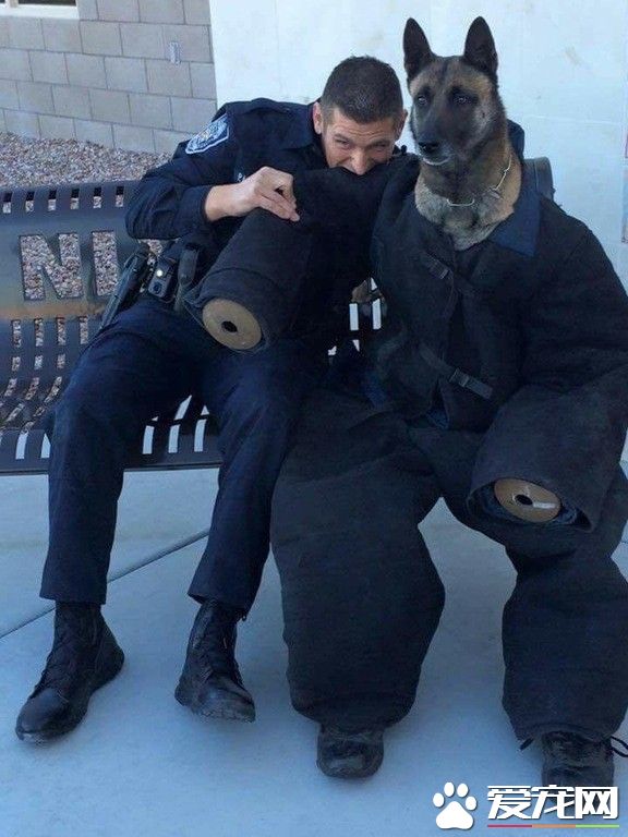 警犬穿訓練服體驗被咬的感覺 一臉無奈的表情