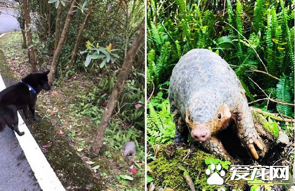 遇到了嬌客！小黑和把拔爬上遇到超可愛穿山甲