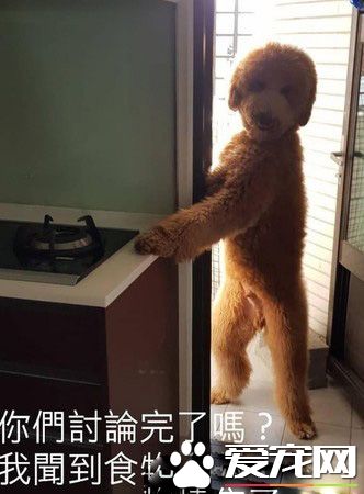 冬蟲你在哪! 身高150cm的標準貴賓霸氣現身