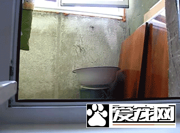 狗嚇狗，嚇死狗