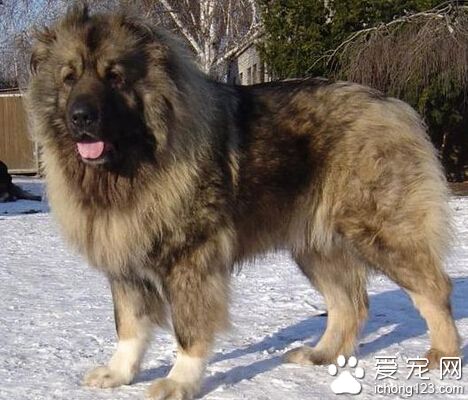 高加索犬乍看之下跟萬獸之王─獅子挺神似的呢