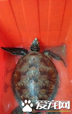 綠海龜迷航進發電廠 揮動四肢賣力的游向大海