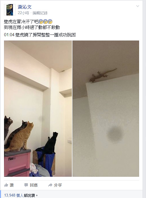 4只喵星人緊盯著墻角的一只壁虎 壁虎2小時不敢動彈