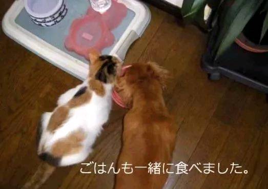 狗狗的好朋友去世 它的反應讓人心酸