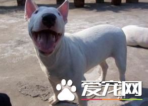 最兇的狗是什么狗 并不僅僅是藏獒哦