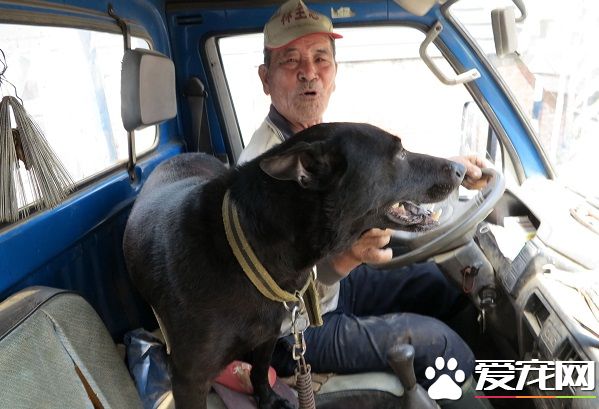 愛犬打疫苗13年不缺席 老農好典范