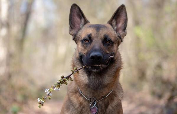 馬犬體重有多少斤