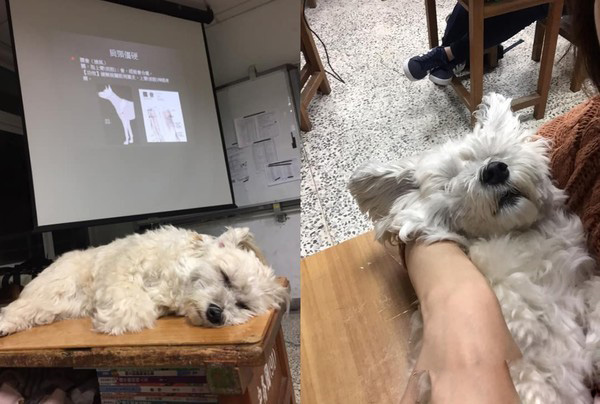 助教汪聽課太累趴桌呼呼大睡 馬麻笑：當<a href=/zhonglei/gou/ target=_blank class=infotextkey>狗</a>真好