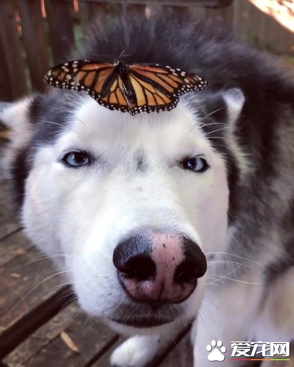 蝴蝶不請自來臉上蹭蹭 萌犬哈士奇超傻眼