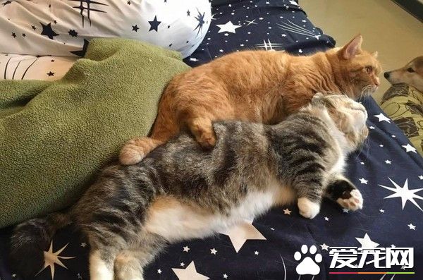 橘貓埋伏在兔子籠旁 伸手想偷撈柳丁干