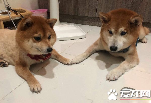 柴界最會演! 見指甲刀逼近瞬間啟動戲精模式
